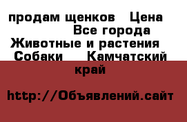 продам щенков › Цена ­ 15 000 - Все города Животные и растения » Собаки   . Камчатский край